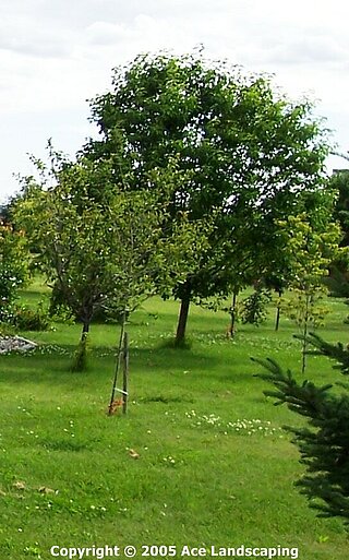 Mary's trees that we trim Mary's trees that we trim