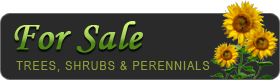 Nursery plants, trees and shrubs for sale