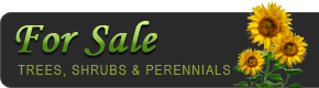 Nursery plants for sale