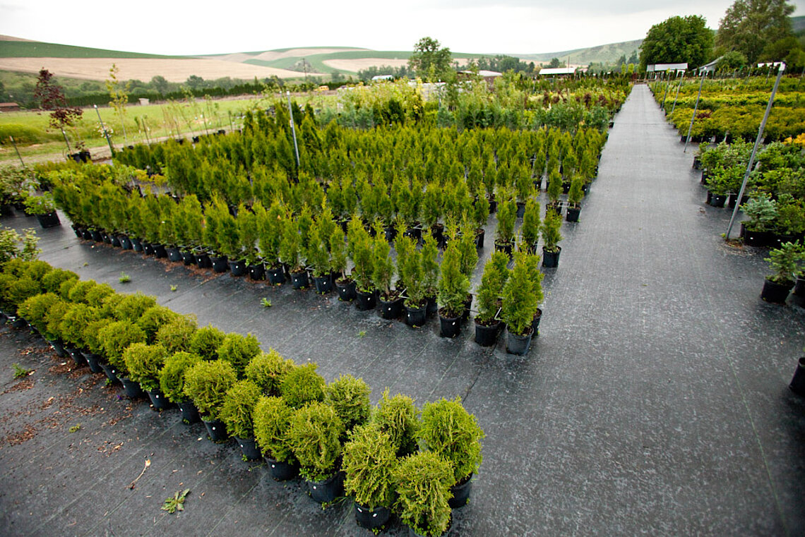 Shrubs at Ace Landscaping