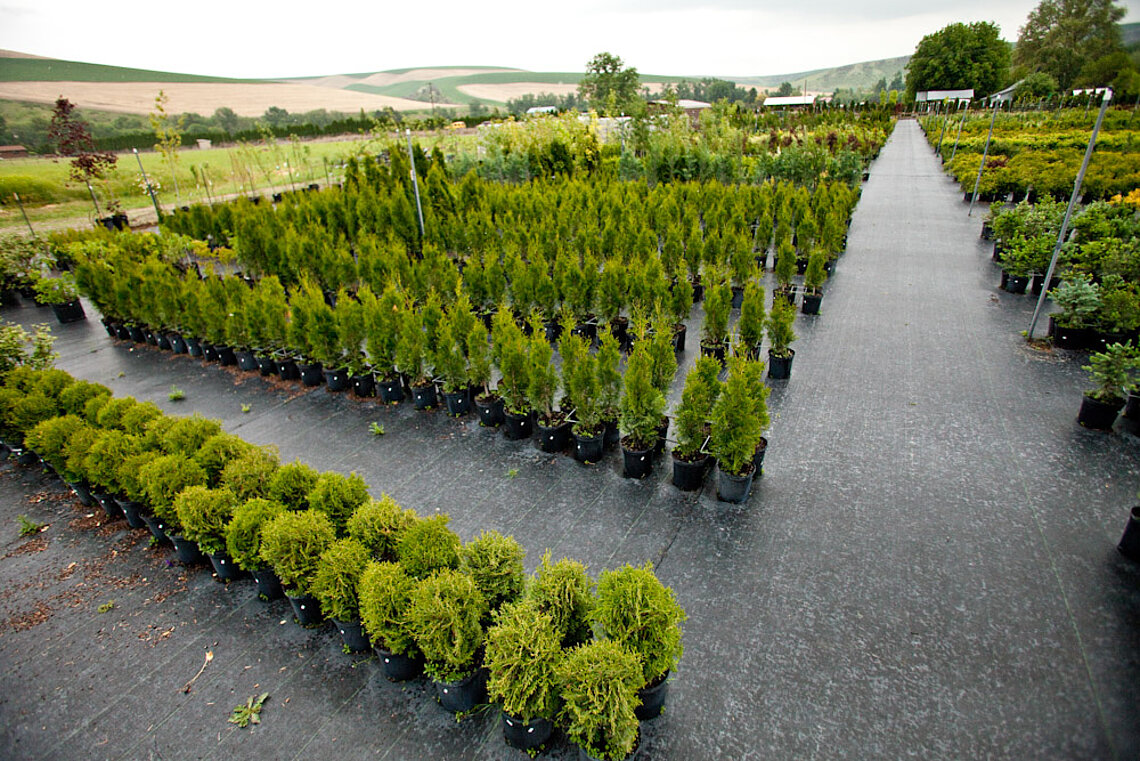 Shrubs at Ace Landscaping Shrubs at Ace Landscaping