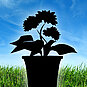 Phlox (all varieties) Phlox (all varieties)