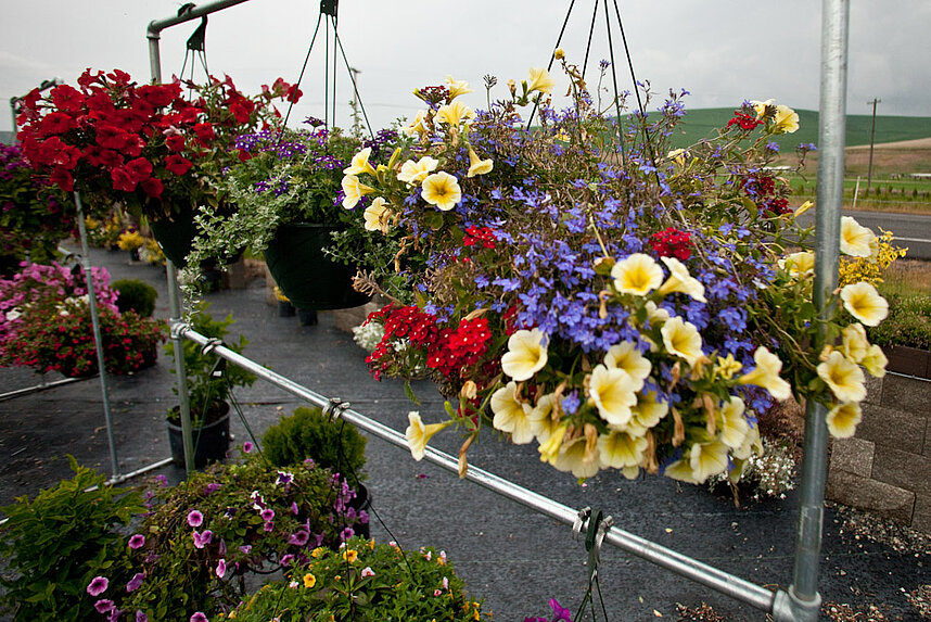Hanging flower arrangements