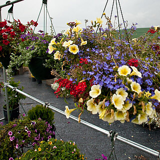 Hanging flower arrangements