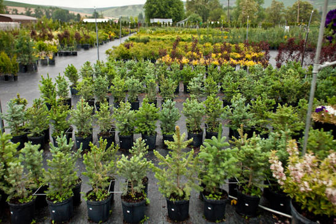 Nursery trees at Ace Landscaping Nursery trees at Ace Landscaping