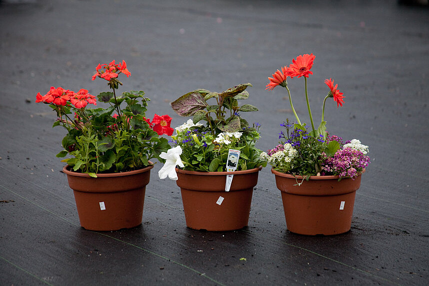 Potted flowers