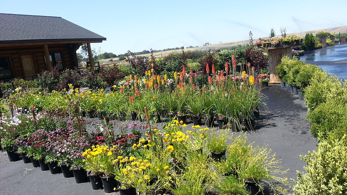 Nursery perennials & grasses at Ace Landscaping